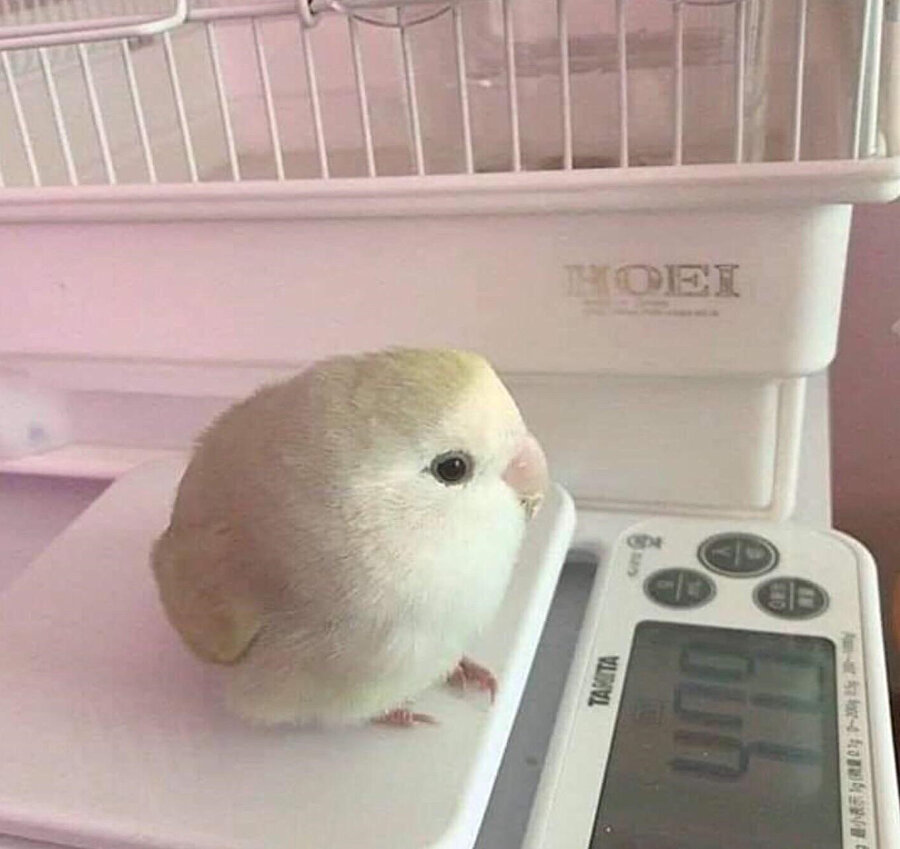 Çıktığım yumurtayı yemişimdir