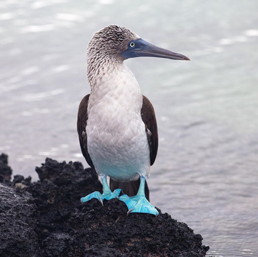Burası Galapagos ☀😌