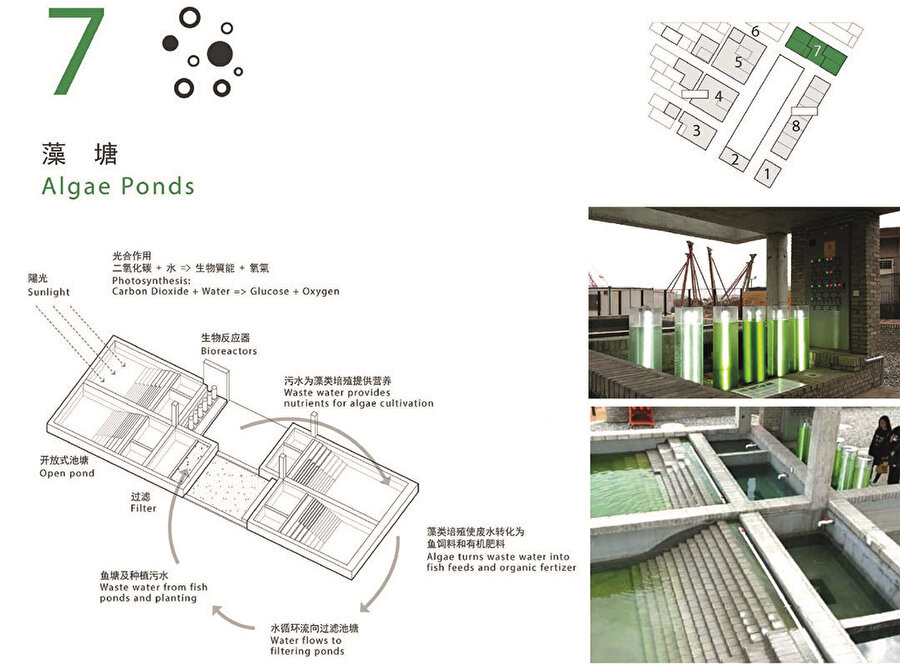 7. Adım: Alg / Su Yosunu Göleti; Döngü boyunca kullanılan atık su algler için besin sağlar. Algler fotosentez ile atık suyu balık yemine ve organik gübreye dönüştürür.