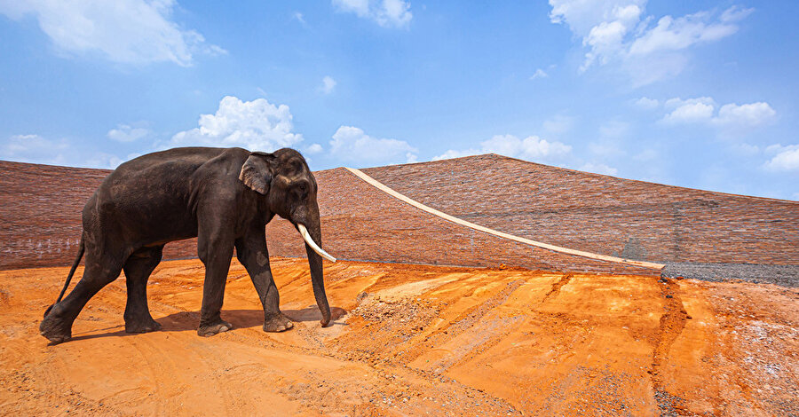Taylandlılar, evcil hayvanlardan ziyade çocuk sayılan fillerle aynı çatı altında yaşıyorlar.