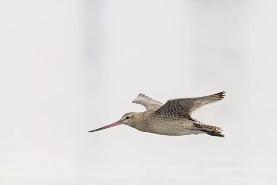 Limosa kuşu -Arşiv