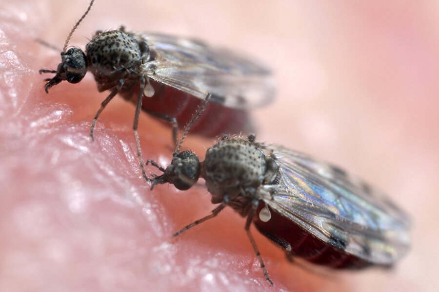 Culicoides cinsi sinek