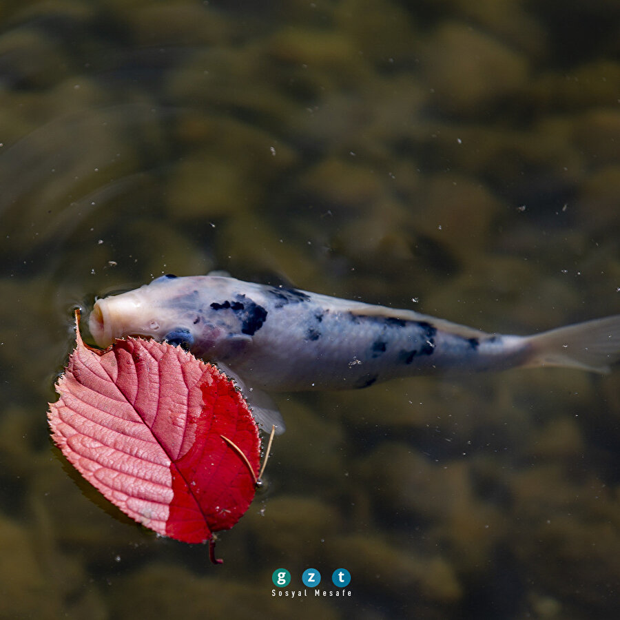 Kırşehir'deki Japon Bahçesi'nde sonbahar güzelliği yaşanıyor