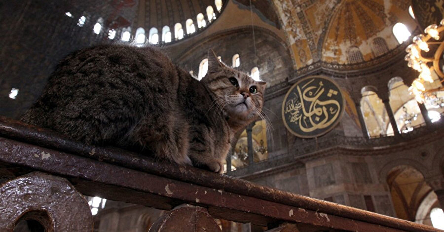 Ayasofyalı şaşı kedi Gli'den kötü haber