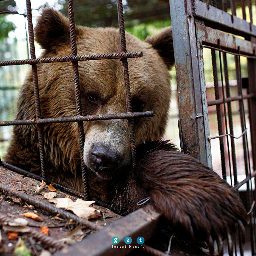 Boz ayı Teddy, kötü muamele gördüğü için Bulgaristan'daki hayvan koruma derneğine sevkedildi