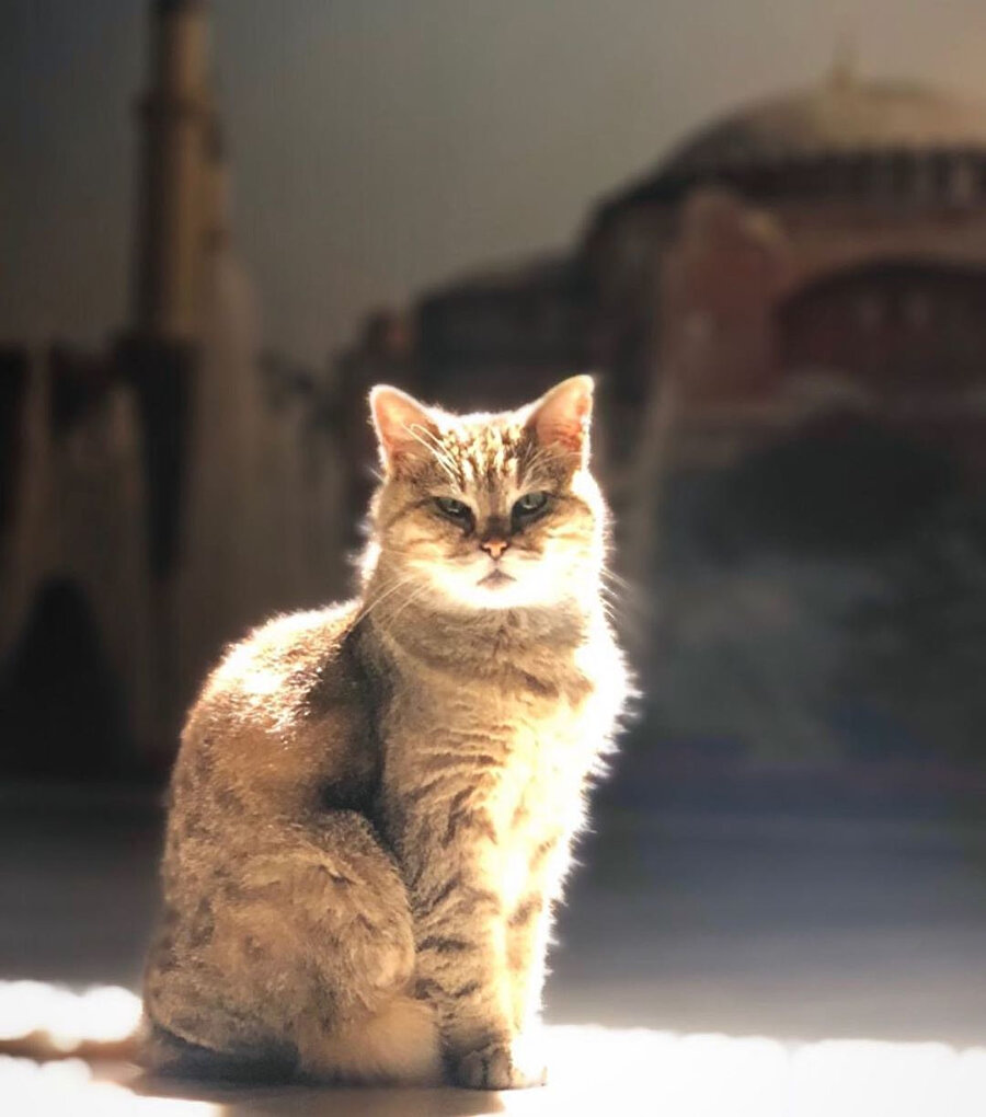 ​Ayasofya'nın sembol kedisi Gli hayatını kaybetti 🥺