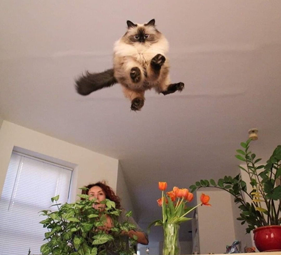 Kendini uçan sincap sanıyor