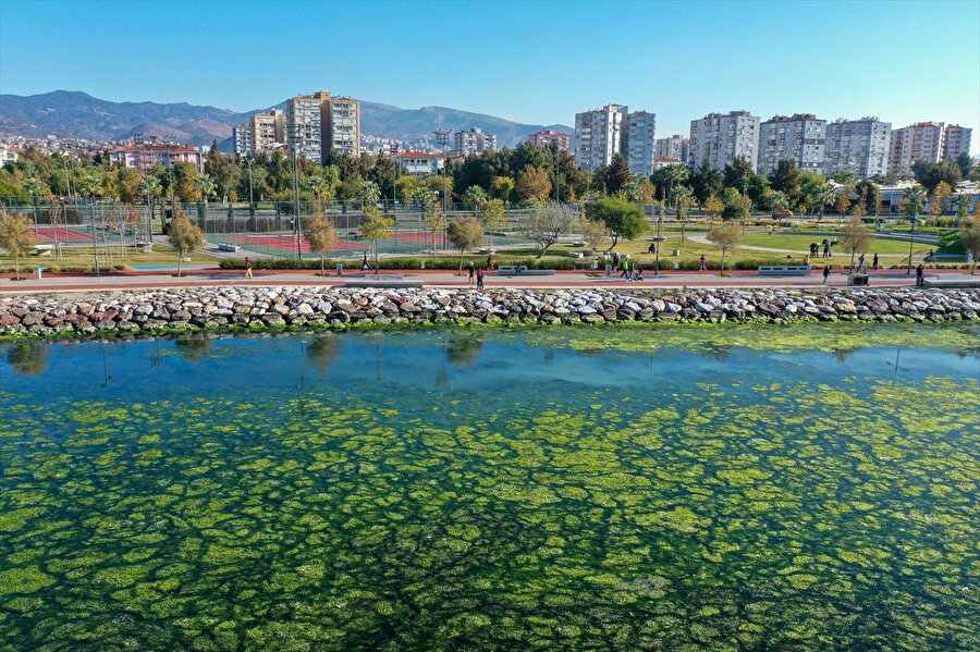 İzmir Körfezi'ni kaplayan deniz marulları