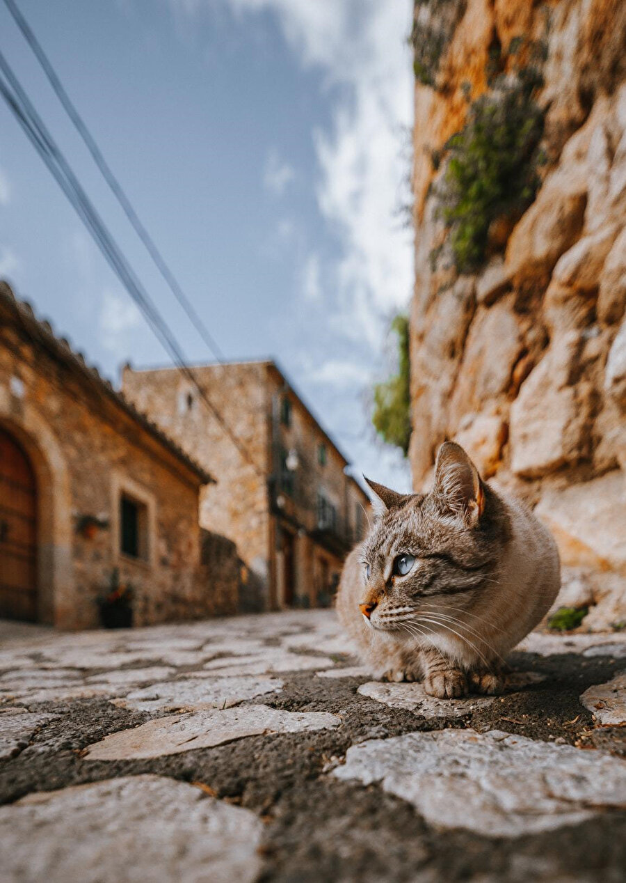 Bir devir utandıkları, görmezden geldikleri mahalleler ile şimdi aidiyet emareleri göstermek ve gururlanmak için birbirleri ile yarışır olmuşlardı.