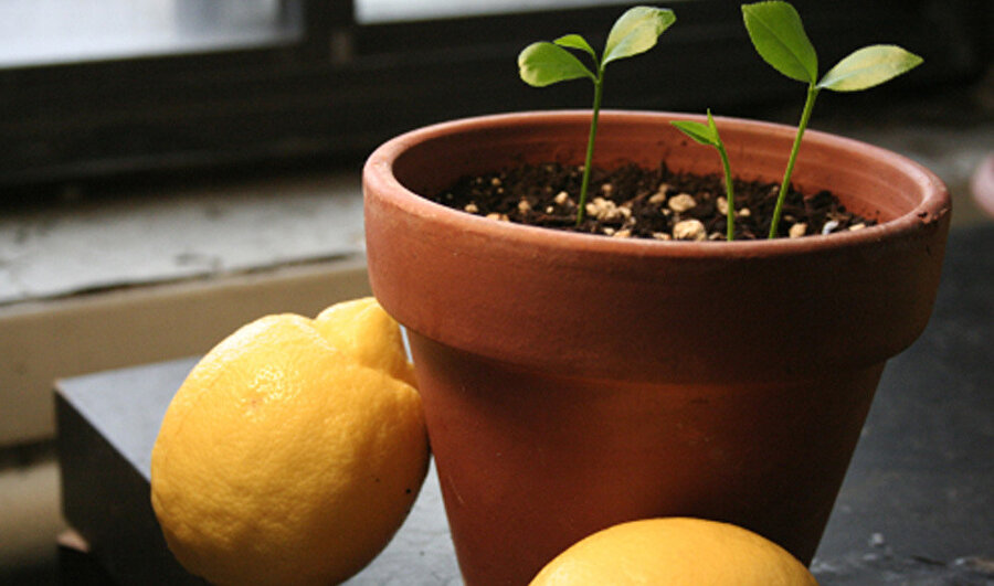 Как сохранить лимоны в домашних условиях. Лимон Мейера Росток. Косточки лимона. Как вырастить лимон. Как вырастить лимон из косточки в домашних условиях.