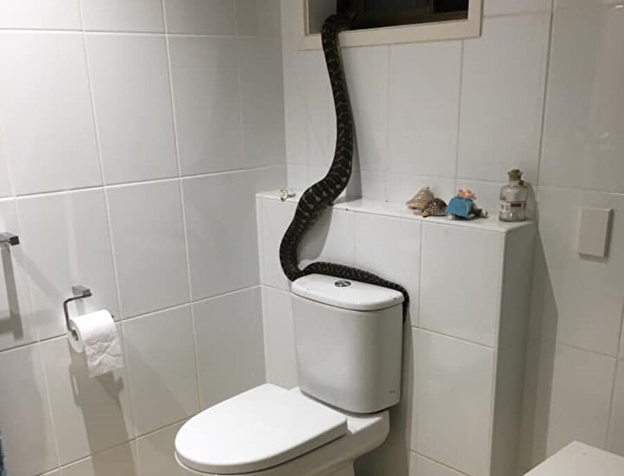 Avustralya’da banyoya giren dev piton korkuttu
