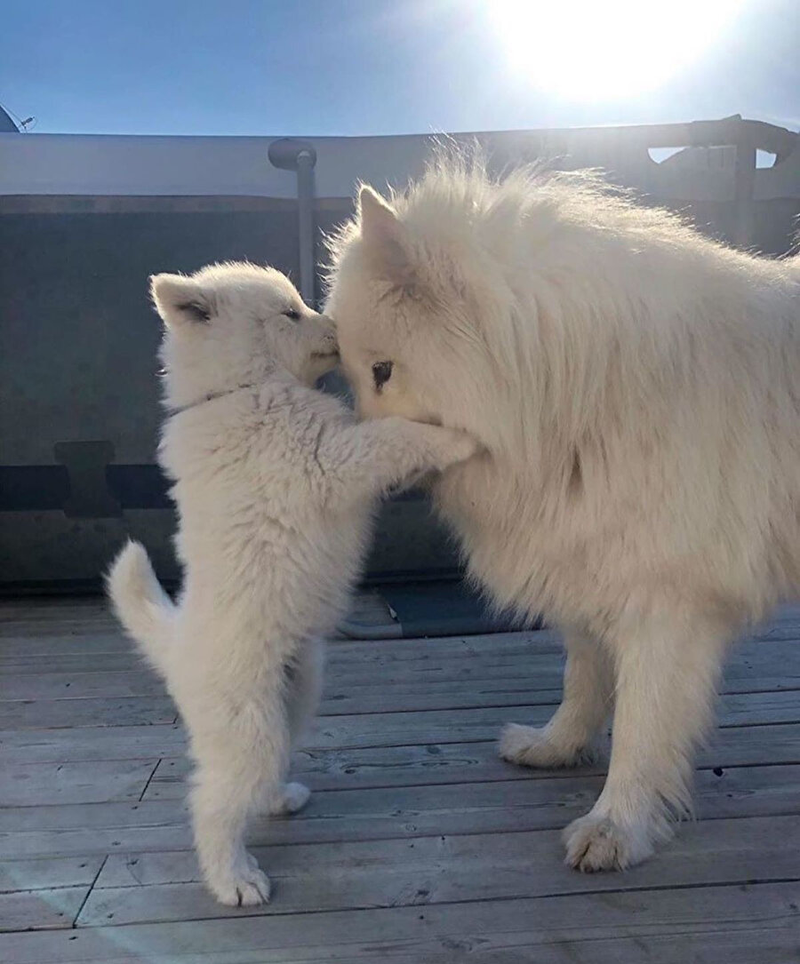 ​Sahiplenen evlat öpücüğü