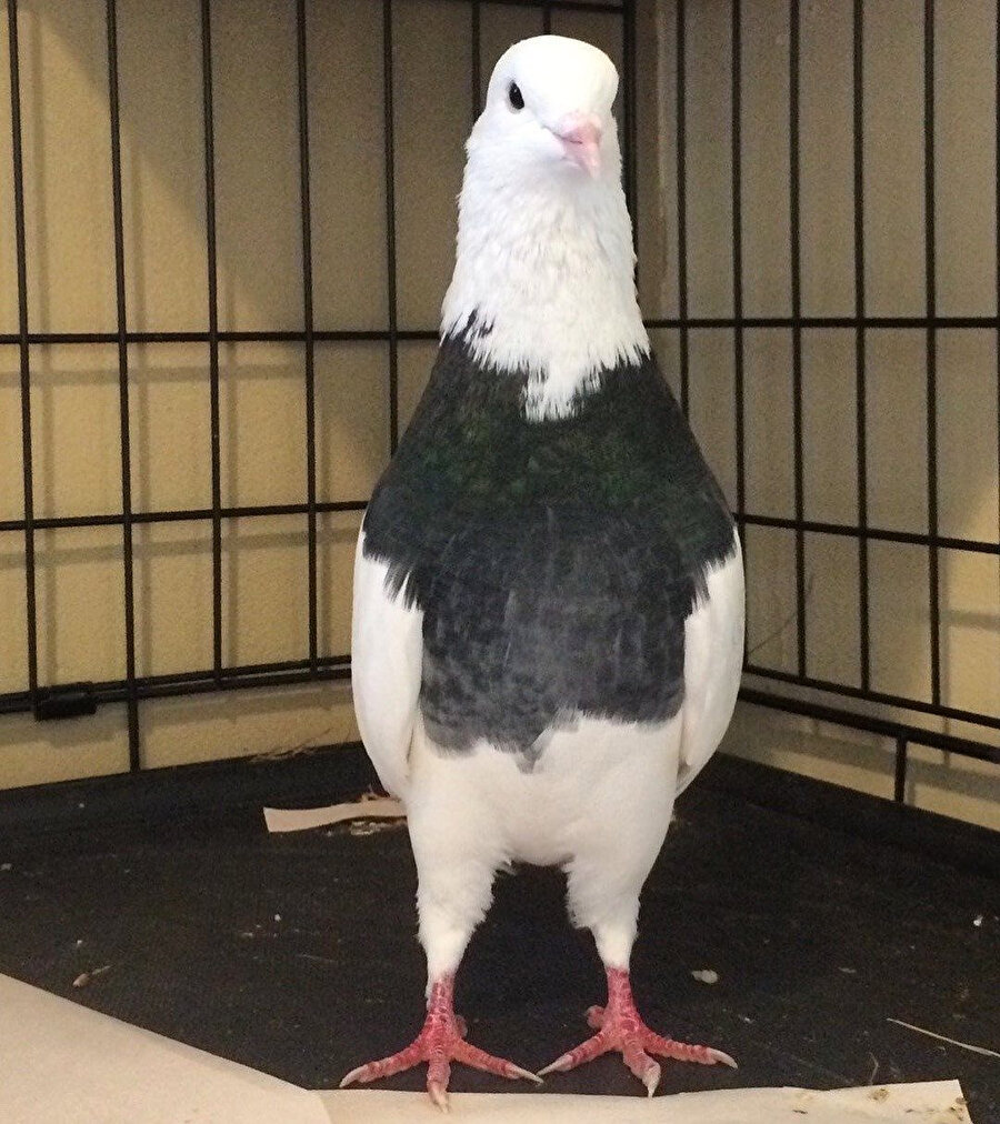 'Ben uyanana kadar sucuklu yumurtayı bitirmişler' şoku
​