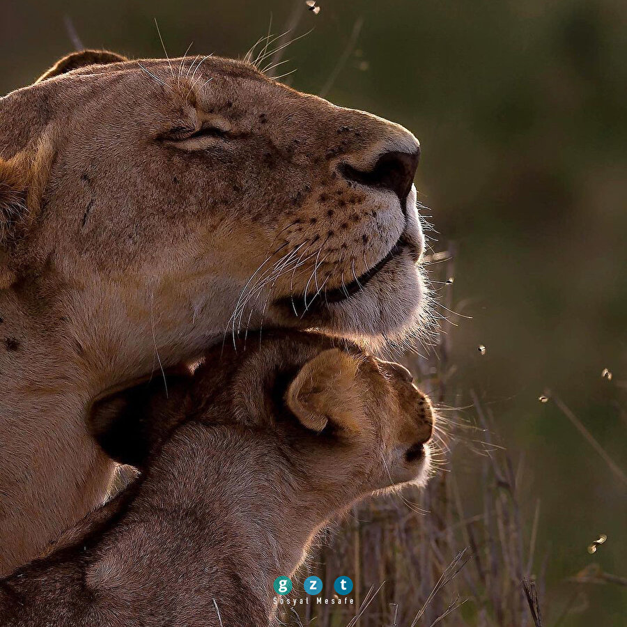 'Vahşi doğa' serimizde bugün 🦚🐍