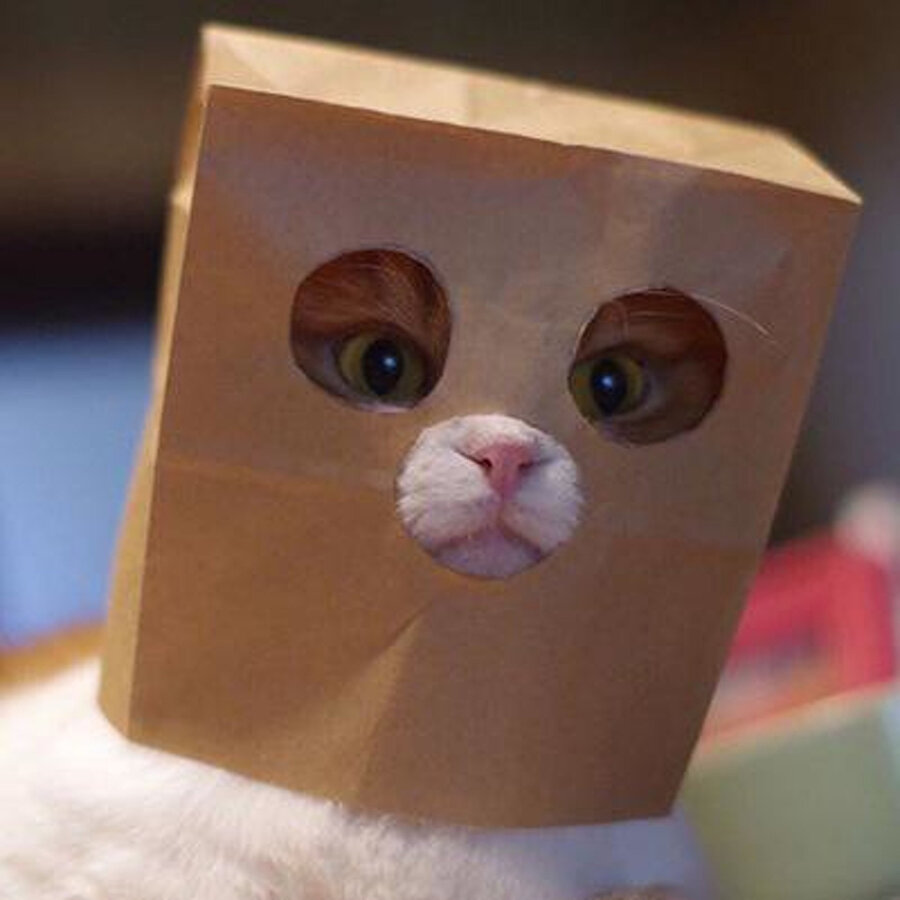 ​Bugünkü konuğumuz ismini vermek istemeyen bir kedi