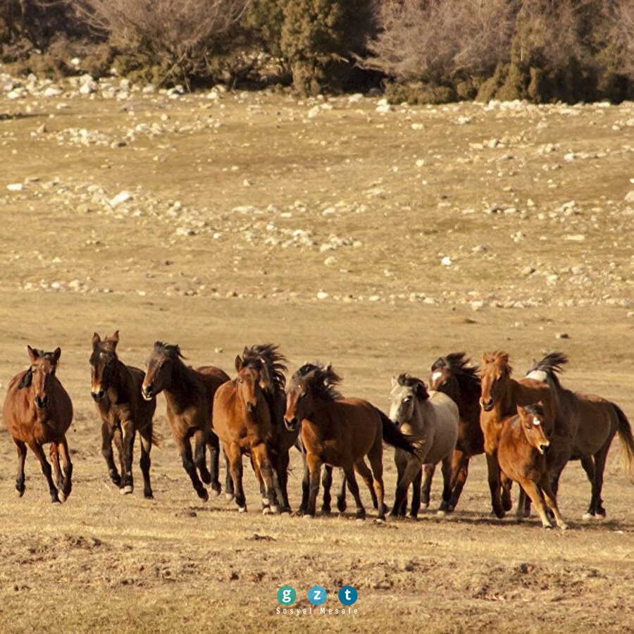 Torosların 'Yılkı atları': Soyları Osmanlı süvari birliğine dayanıyor