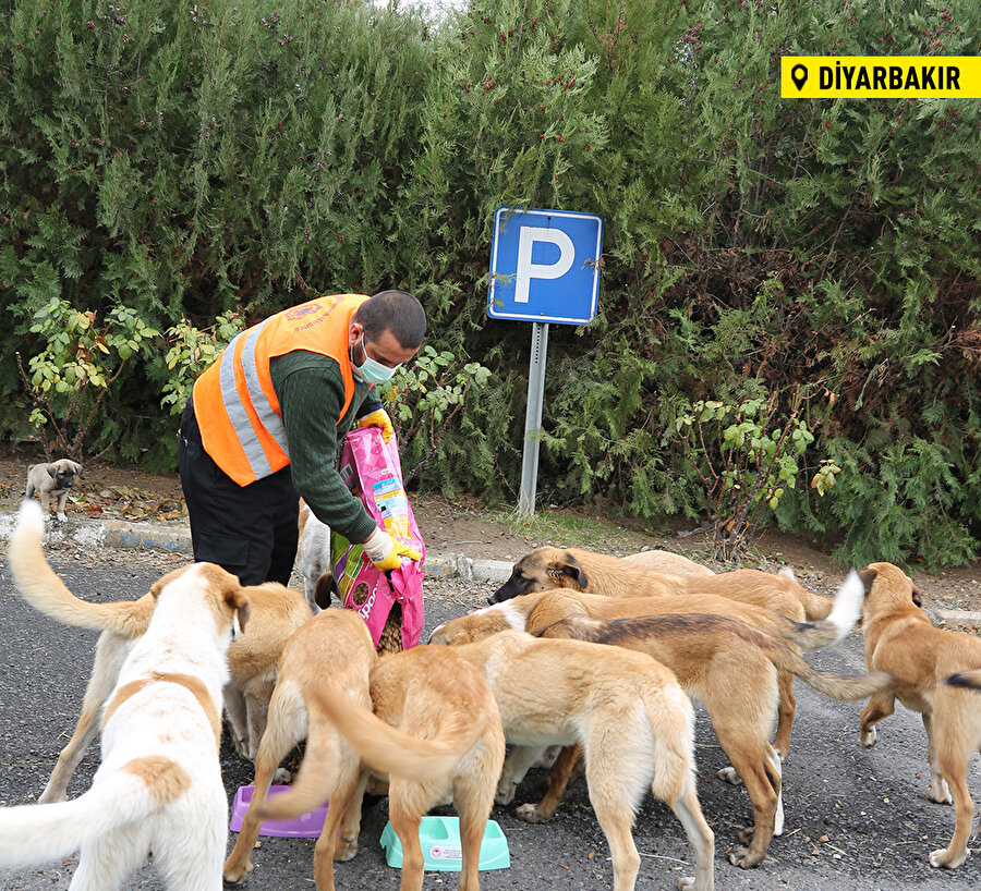 Sokakların sakinleri unutulmadı