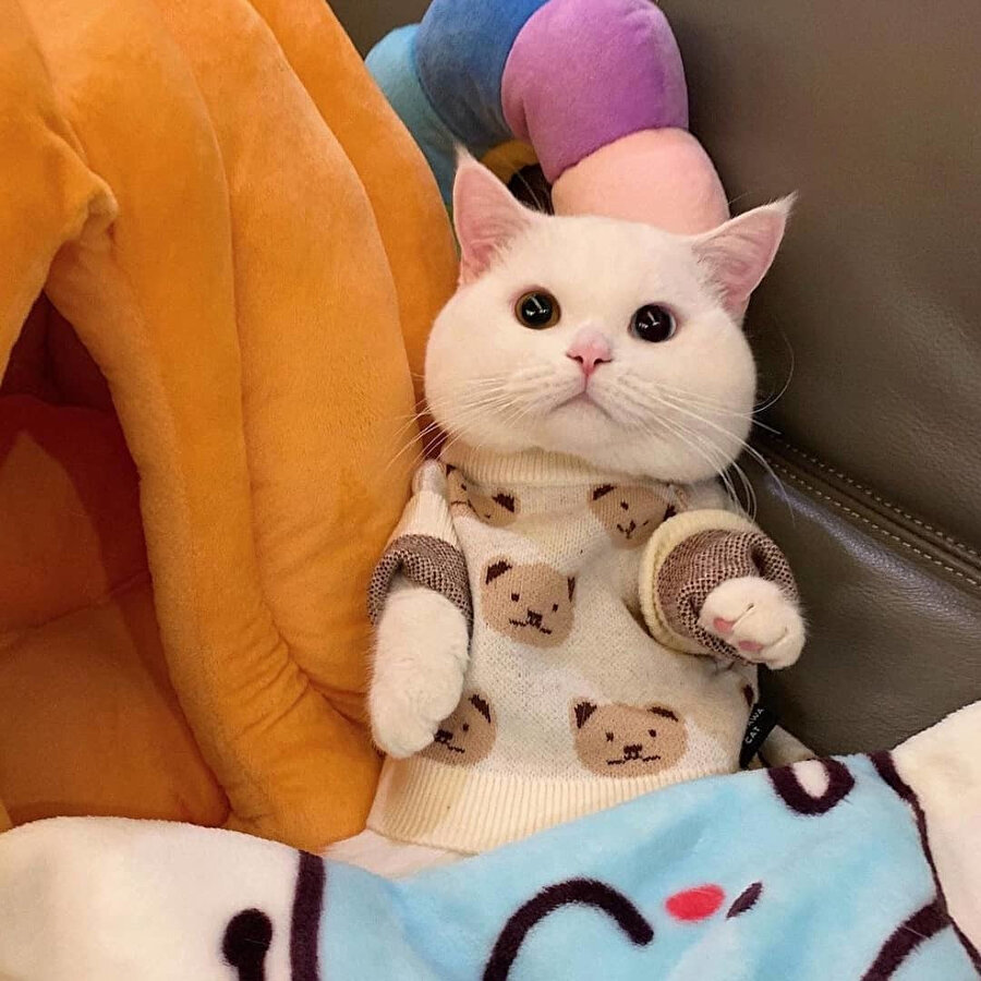 Yanak Bey nasılsınız?