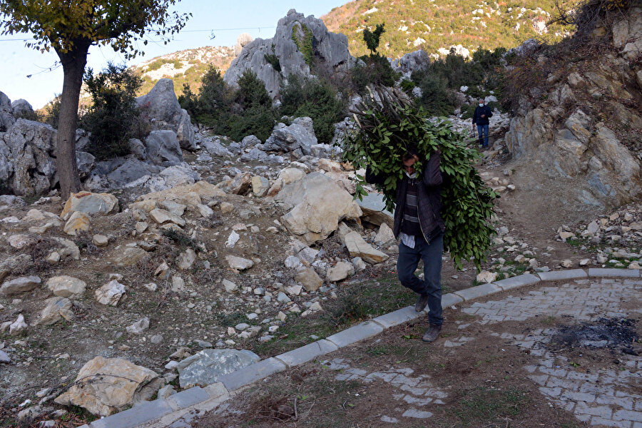 Dağlardan topluyorlar: Günlük 500 lira kazandırıyor