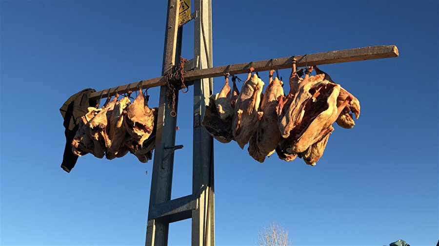 Kesilip elektrik direklerine asıldı: Tanesi 300 liradan satılıyor