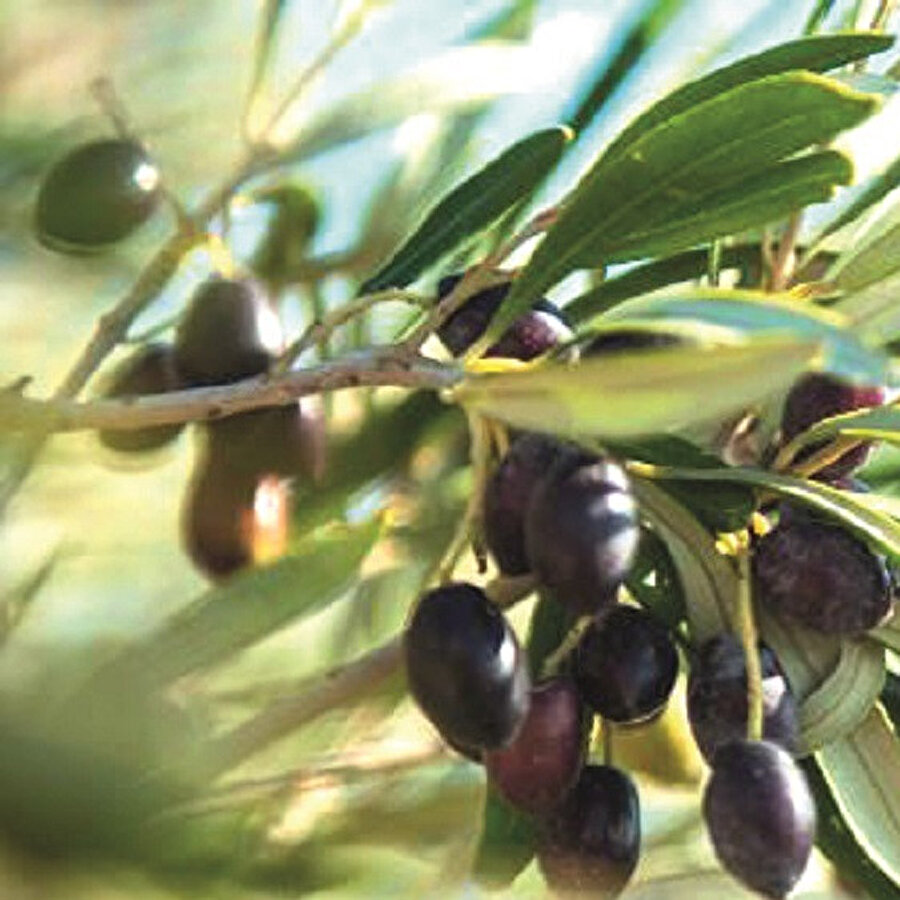 Türkiye’de zeytin yaprağı veya başka bir bitkinin ne işe yaradığı merak edilmezken, Yeni Şafak ve Gerçek Hayat’ın yayınları, Yunanistan’daki doktorları heyecanlandırdı. Konsolosluğumuz üzerinden Gerçek Hayat’a ulaşan Yunan Dr Ifianassa Karabatsou, zeytin yaprağı çayının pek çok özelliğini bilimsel olarak ispat ettiğini ve bu hususta 1995’de neşrettiği kitabını anlattı. 