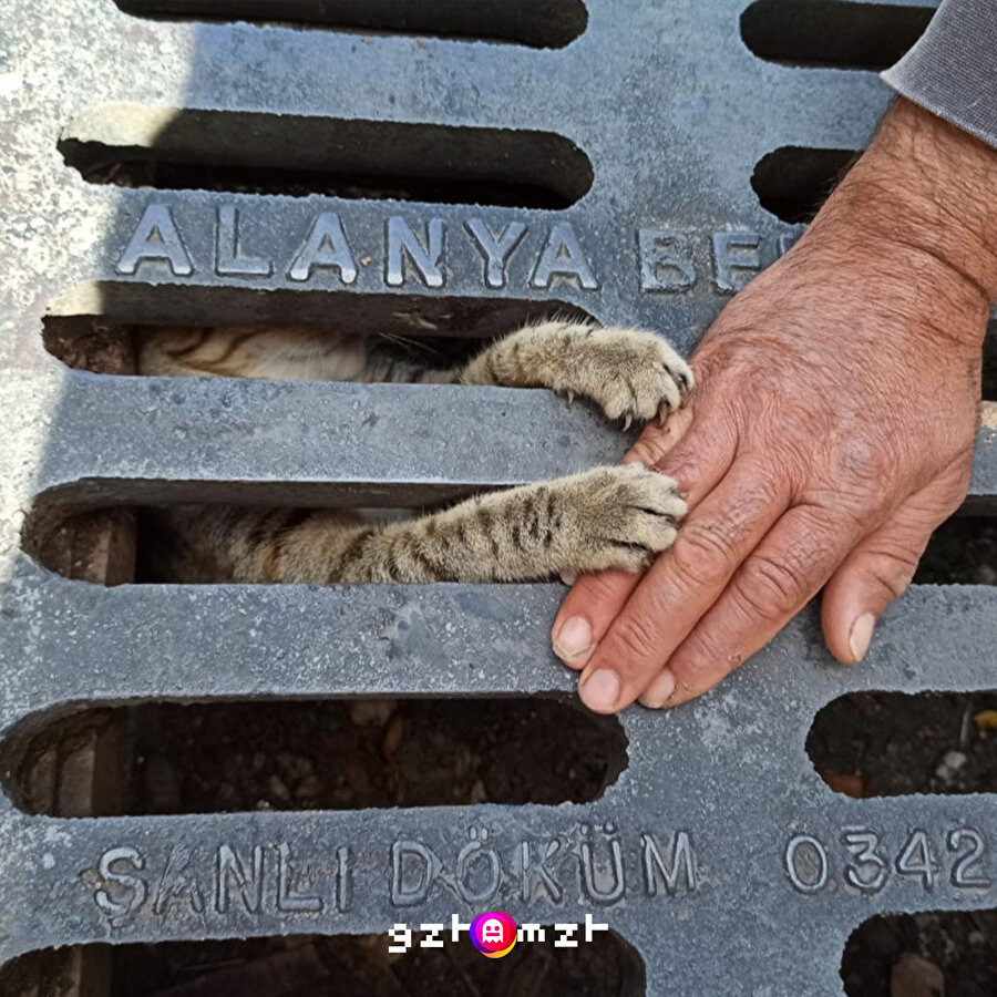 ​Antalya’da mazgala sıkışan yavru kedi itfaiye ekibinden birinin elini tuttu 🥺
