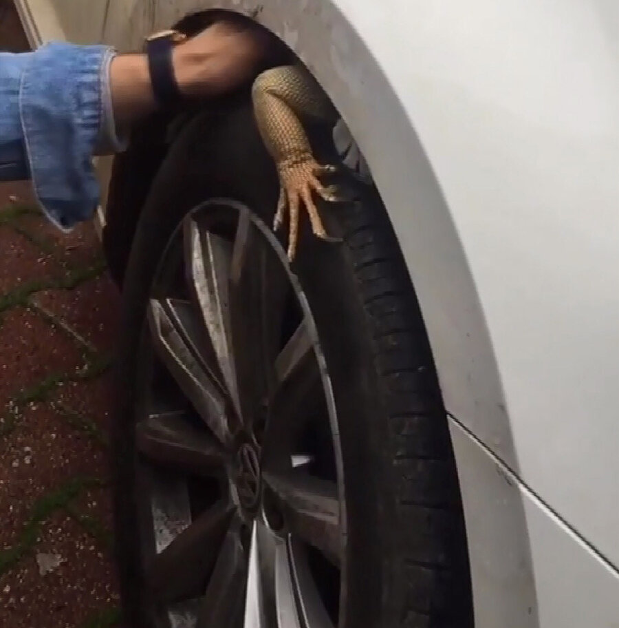 Görenler şaşkına döndü: Otomobilin ön tekerinden çıkarıldı