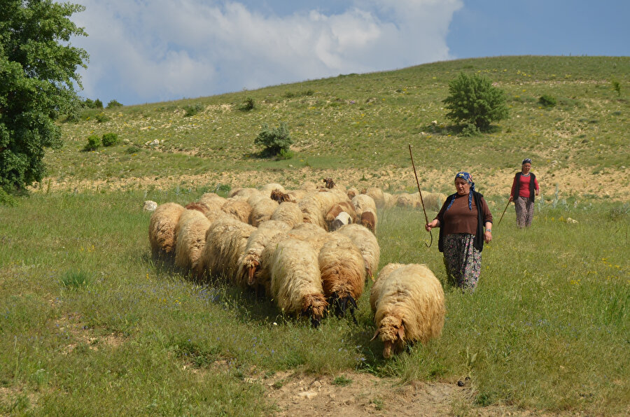 Köyünde on altı kuzuyla çobanlığa başlayan Gülnaz Alp, bu pencereleri açmaya geç başlayanlardan.