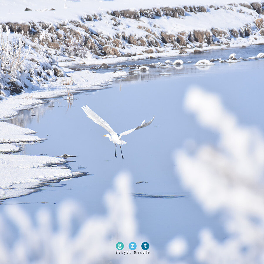 Göçmen kuşlar Kars'taki sulak alanları mesken tuttu