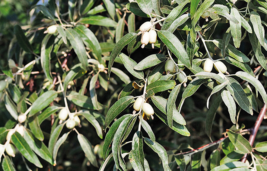 Zeytinyağının da koruyucu nitelikleri nedeniyle sindirim sistemi kanserlerinde etkili olduğu bilinmektedir.  Mevzuya ilişkin Anna Boss ve ekip arkadaşlarının “Zeytin Yaprağı Özütünün Anti-Kanser Etkisini Destekleyen Kanıtlar ve Gelecekteki Talimatlar” adlı makalesi ile Jessica Ruzzolini ve ekip arkadaşlarının “Zeytin Ağacı Yaprak Özütünün Ana Polifenolü olan Oleuropein, İnsan BRAF Melanom Hücrelerinde Anti-Kanser Etkisine Sahiptir ve Mevcut Kemoterapilerin Sitotoksisitesini Güçlendirir” adlı makalesine bakılabilir. 