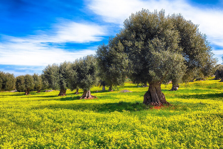 Bizden evvel bu topraklarda yaşamış eski kavimlerin insanları ile dedelerimiz hâlisane niyetlerle zeytin ağaçları dikmişlerdi bu topraklara.