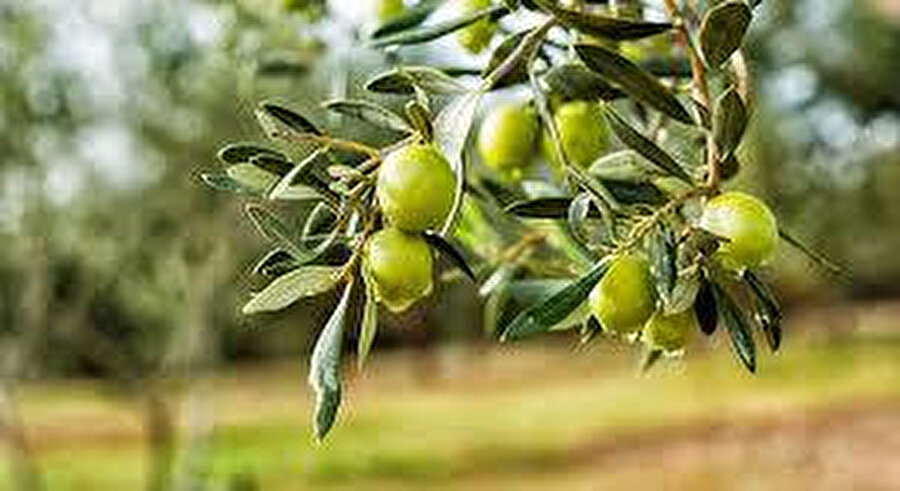Son yıllarda yeni zeytin bahçesi tesisi ve “sertifikalı zeytin fidanı” destekleriyle zeytin üretim alanları artmış.