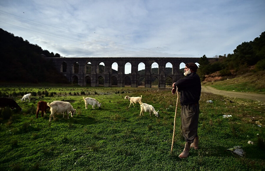 Balıkların yüzdüğü baraj, koyunlara kaldı