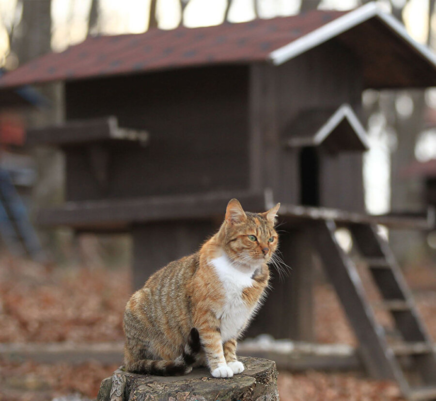 En mutlu kediler Kedi Kasabası�nda yaşıyor