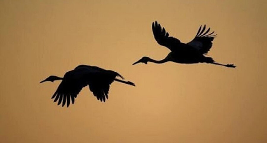 Onlara yetişsem yapacak bir şeyim de yoktu. Son kez görmek istedim belki. 
