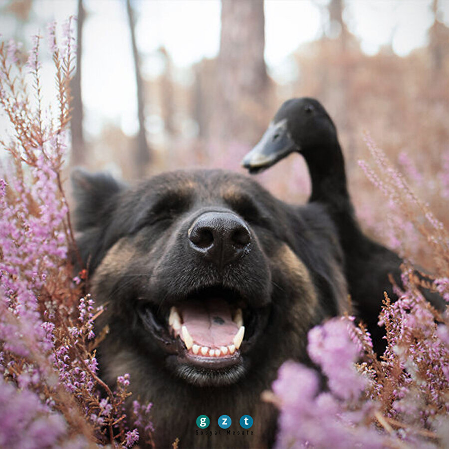 Köpek Vendetta'nın ördek ile arkadaşlığı