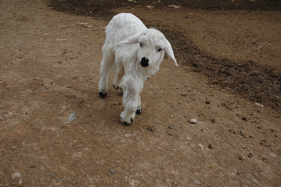 Diyarbakır'da yeni doğan kuzu görenleri hayrete düşürdü