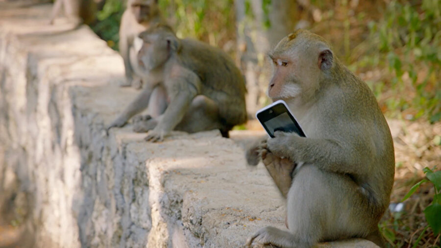 Turistin telefonunu çalan makak maymunu
