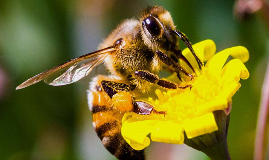 Hayat öpücüğü veren arı ise, kovanın girişinde, gelen arıları koklayarak içeri alan arıların arasında işine devam etti.