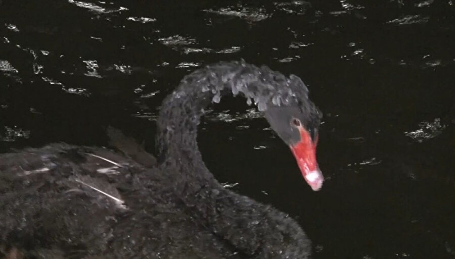 Sıcaklığın -17 dereceye düştüğü Başkent'te kuğular buz tuttu