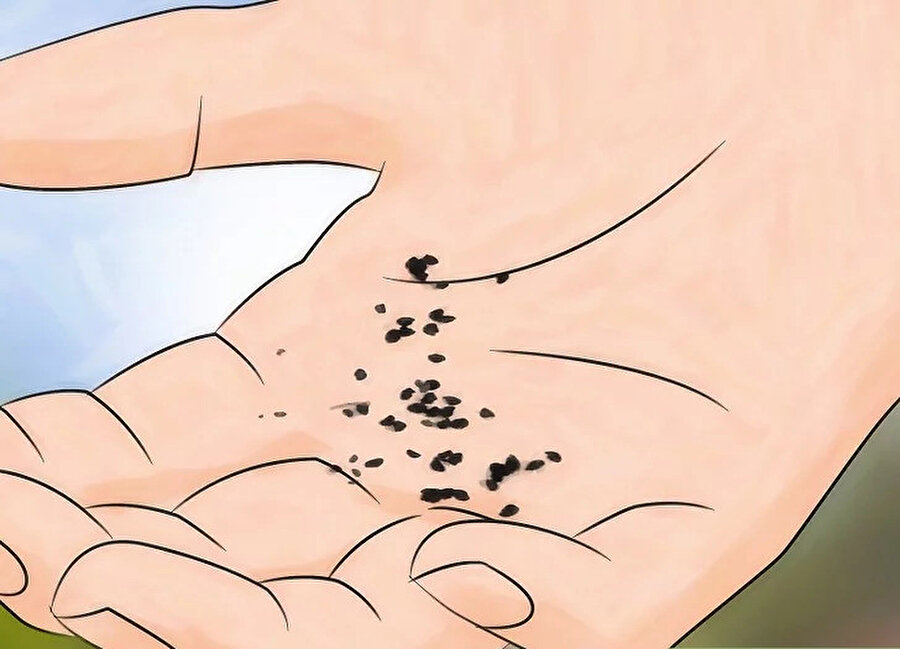 Saksıda kivi yetiştirme. (wikiHow)