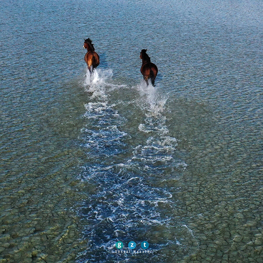 Gediz Deltası'nın yılkı atları