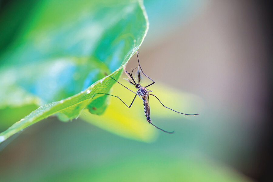 Sivrisineğe yenilenlerden birinin de kendini “rab” ilan eden Nemrud olduğu düşünülürse “ibret” bahsi derinleştikçe derinleşen bir mevzuu olur elbette.