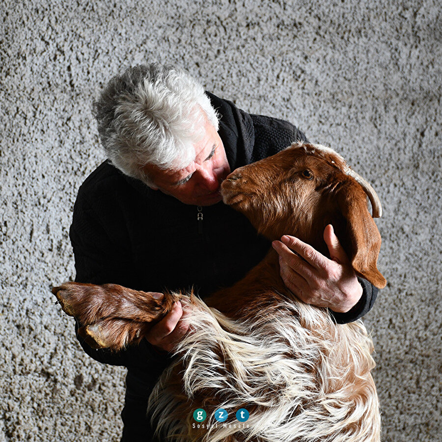 Hayvancılık tutkusu 50 yıl sonra köye dönüş yaptırdı