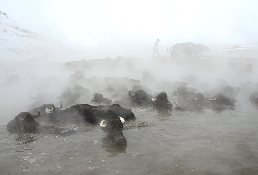 Sıcaklık -20: Mandaların kaplıca suyu keyfi