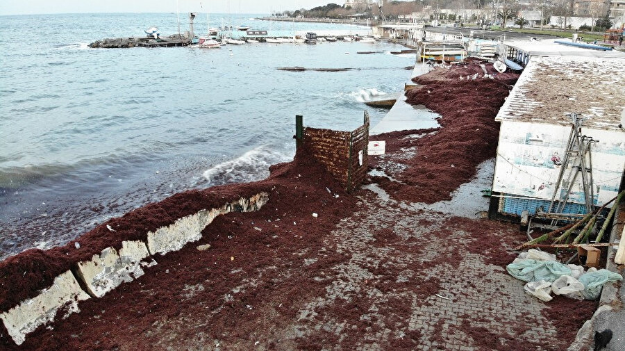 Caddebostan sahilini kırmızı yosunlar kapladı