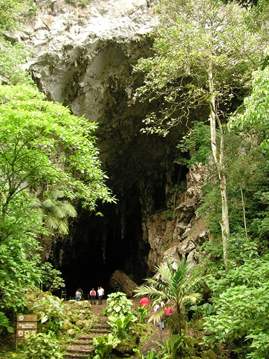 Guacharo Mağarası.