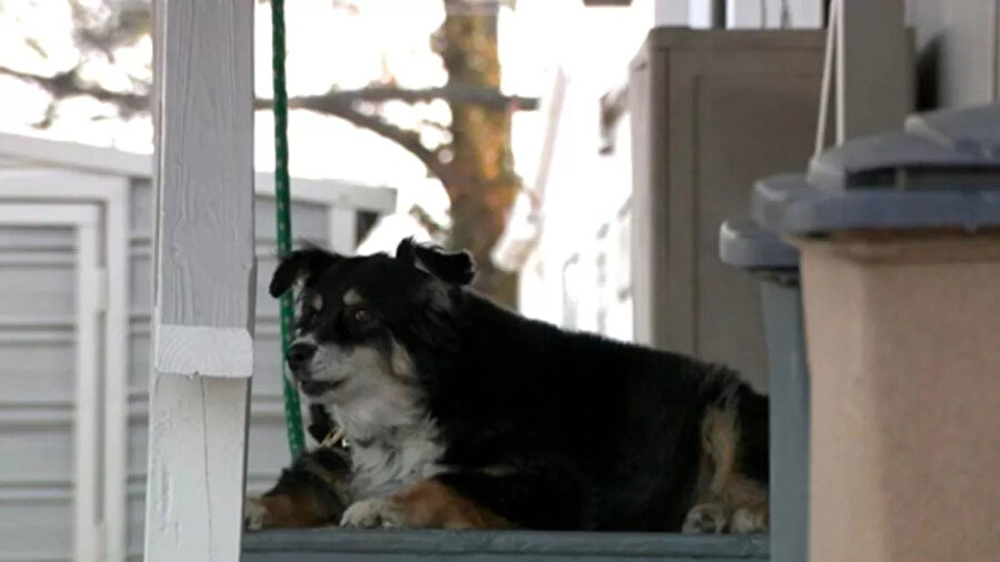 Lulu