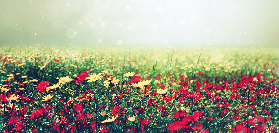 Benim bahtıma verimli topraklar düştü. 