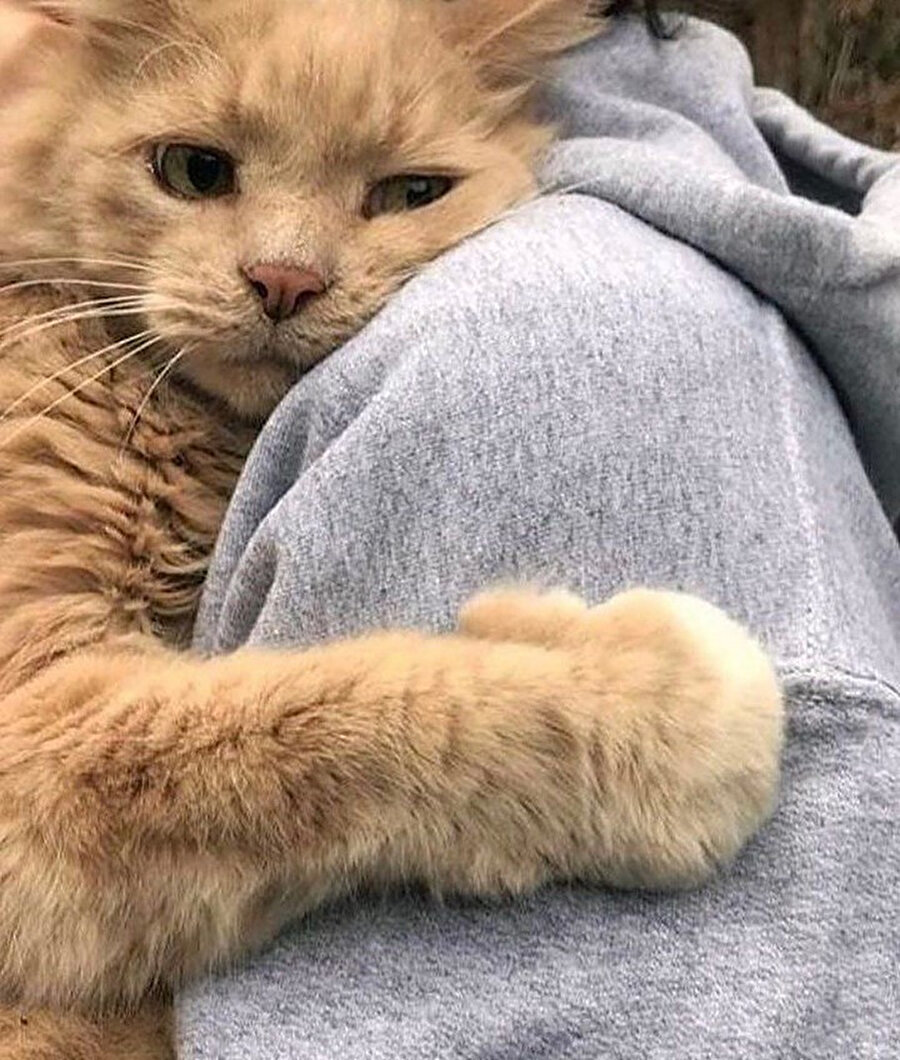 Kediler de pandalar gibi üzüldüklerinde sarılmak isterler 🥺